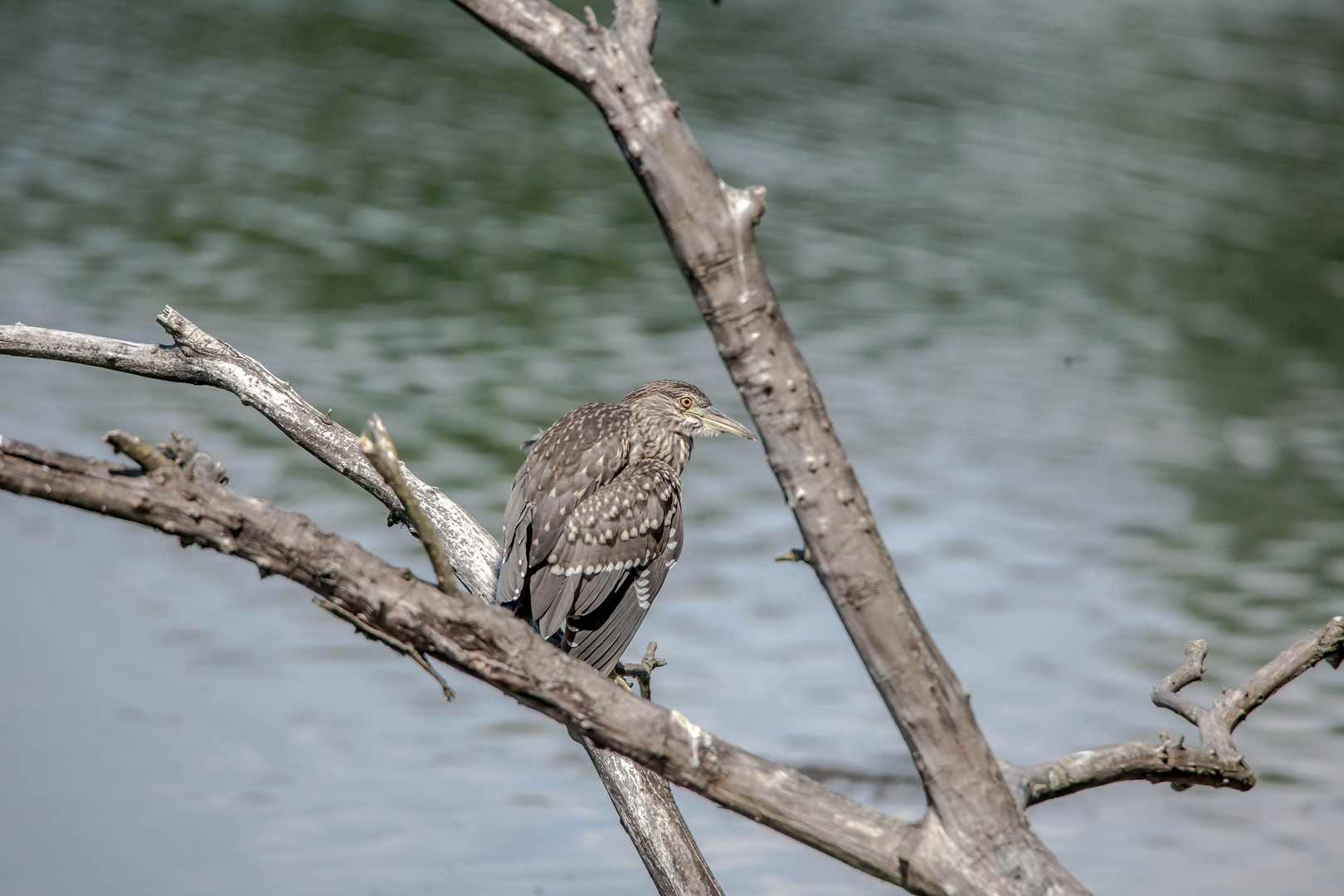 Nachtreiher Jungvogel