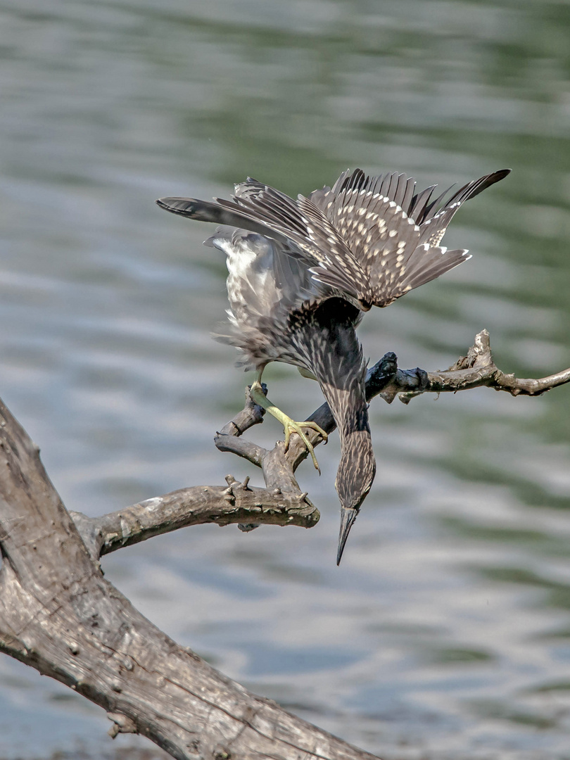 Nachtreiher Jungvogel