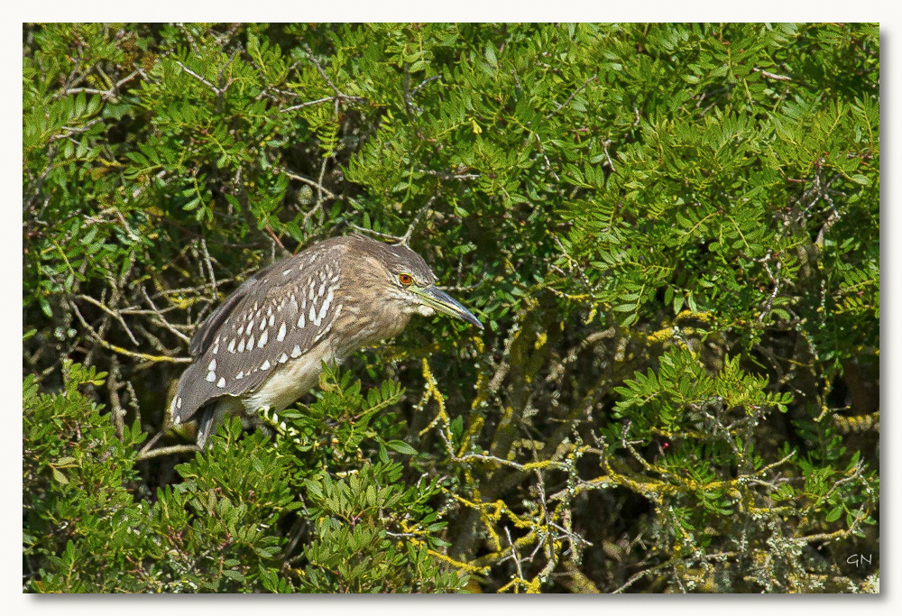 Nachtreiher (Jungvogel)