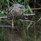 Nachtreiher - Jungvogel