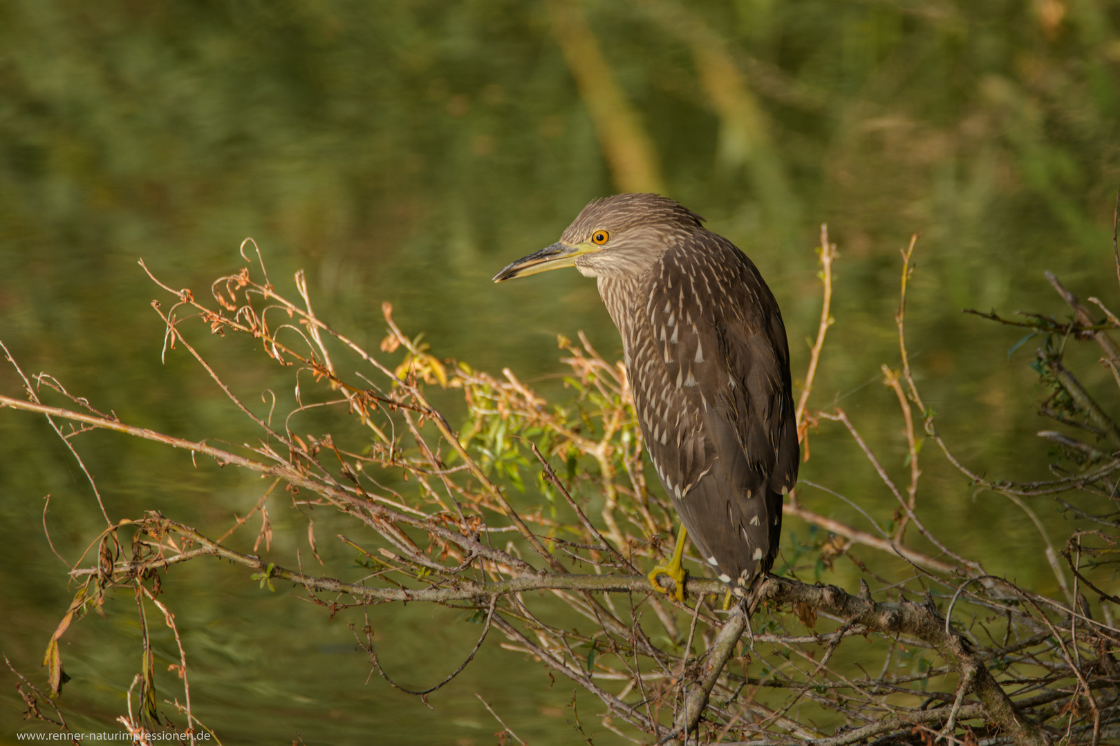  Nachtreiher (Jungvogel) 