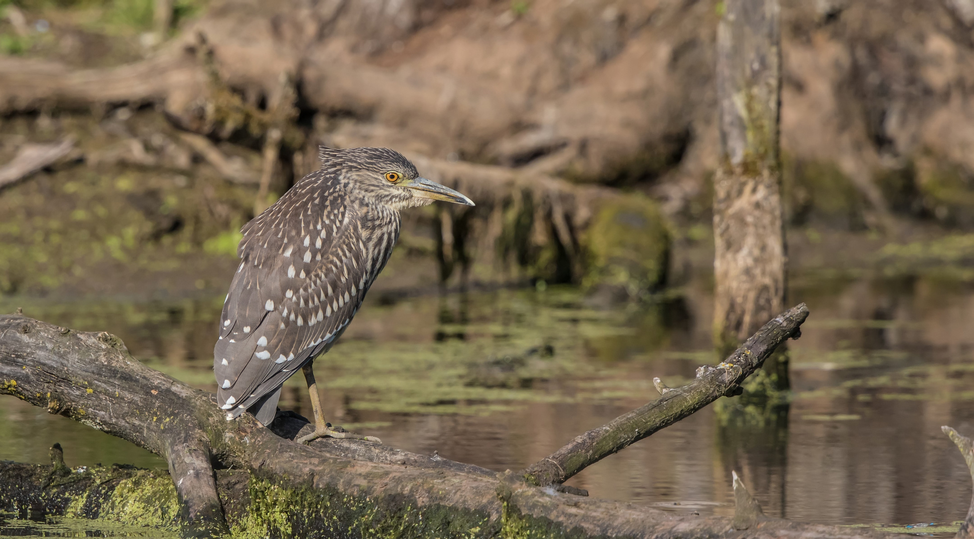 Nachtreiher Jungvogel