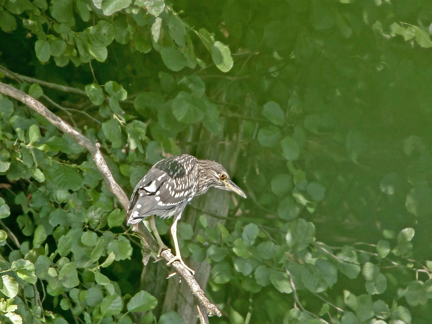 Nachtreiher Jungvogel