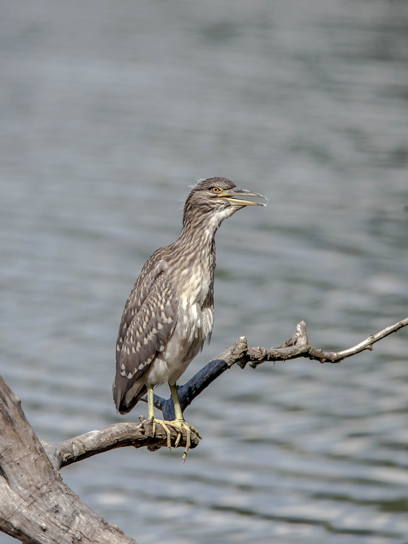 Nachtreiher Jungvogel