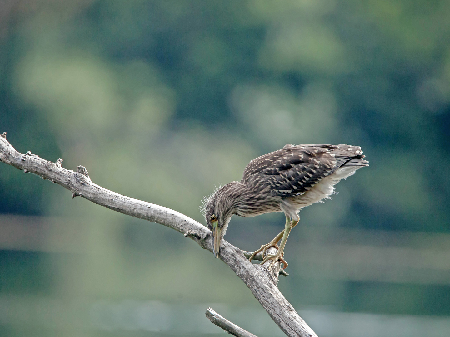 Nachtreiher Jungvogel