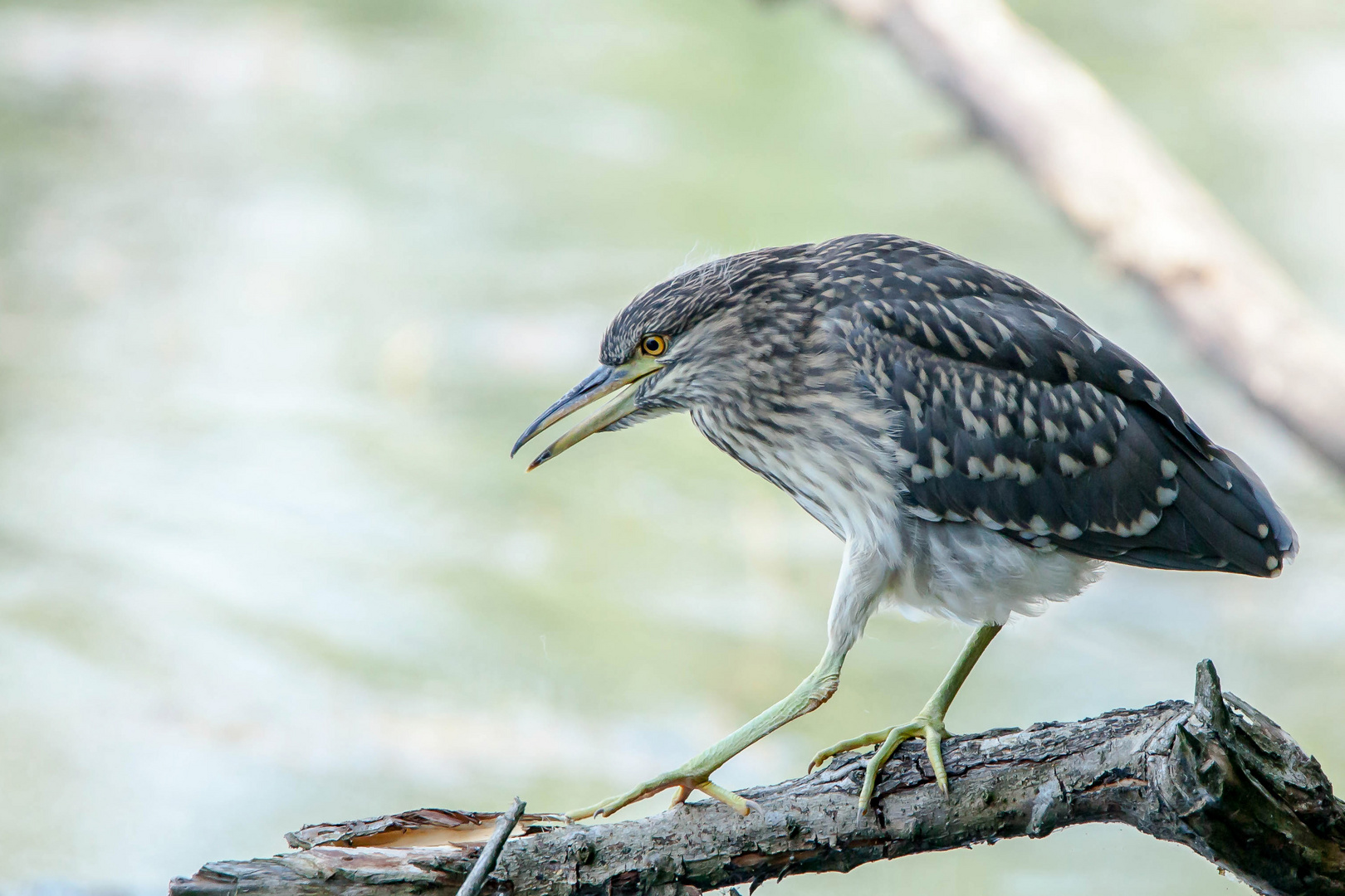 Nachtreiher Jungvogel