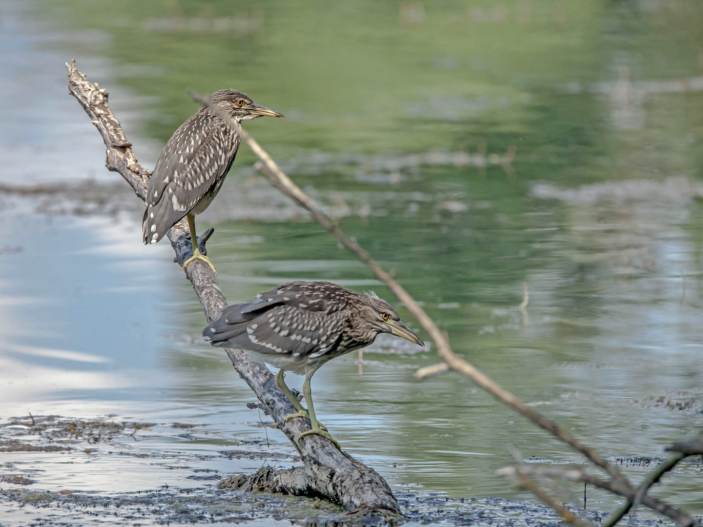 Nachtreiher Jungvogel