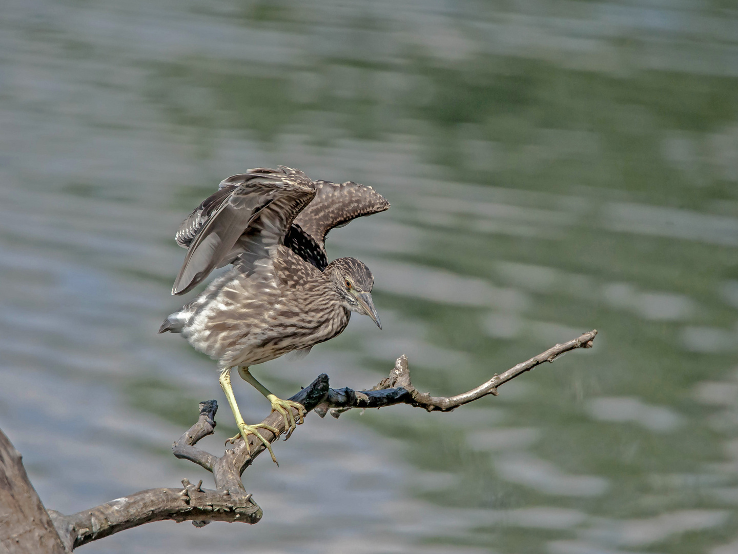 Nachtreiher Jungvogel