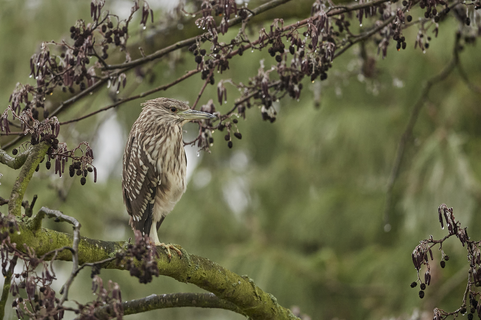 Nachtreiher Jungvogel