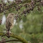 Nachtreiher Jungvogel