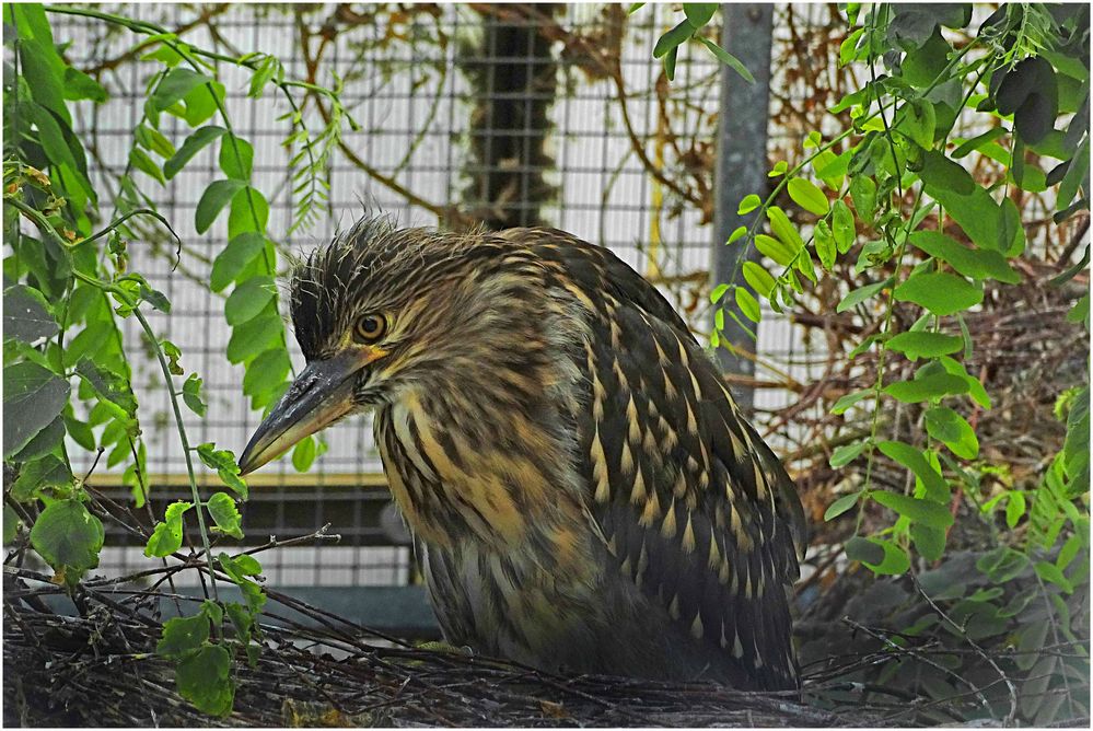 Nachtreiher (Jungvogel im Nest) -ZOO NEUWIED-