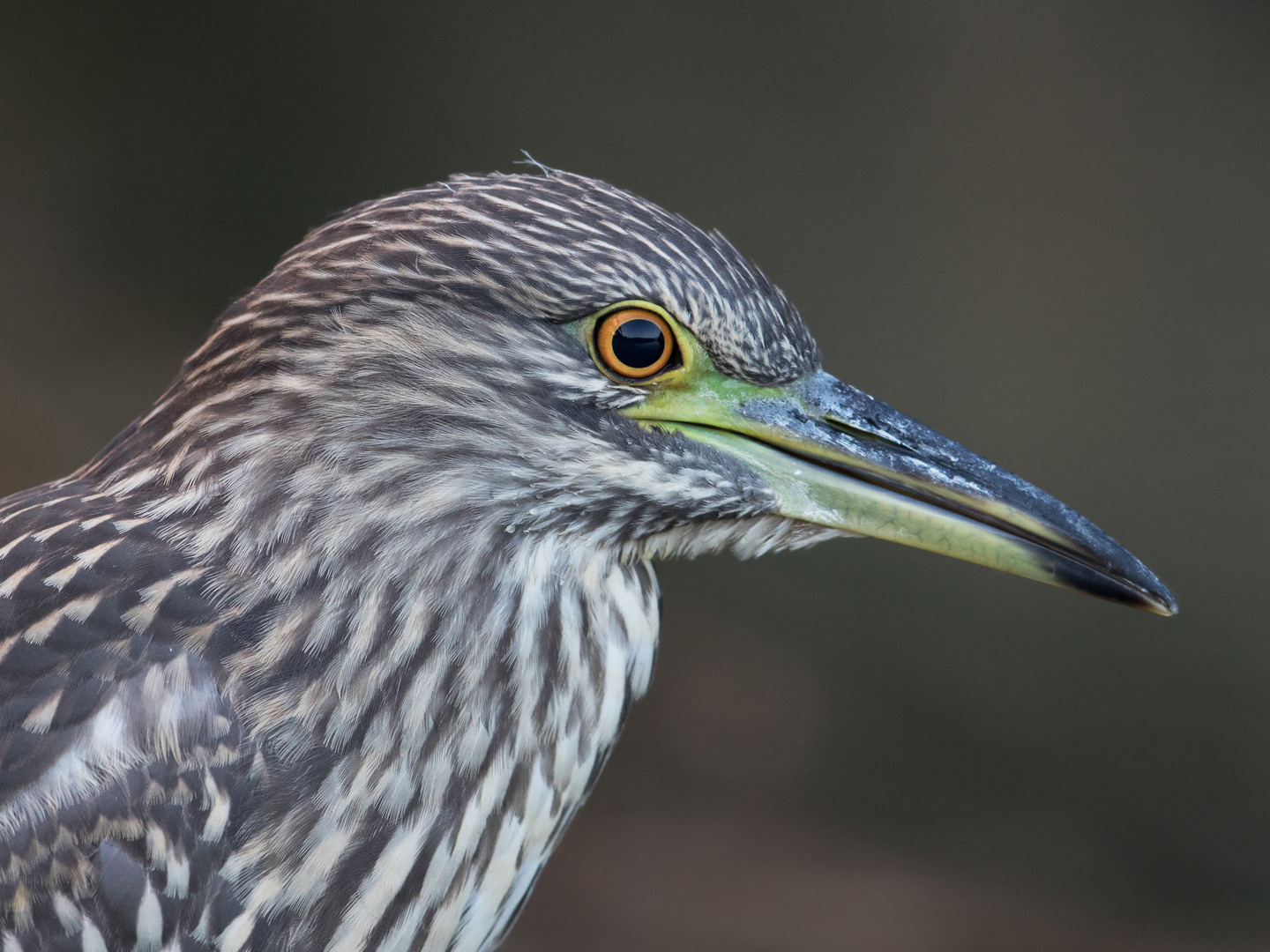 Nachtreiher juv. Portrait