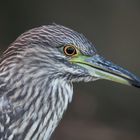 Nachtreiher juv. Portrait