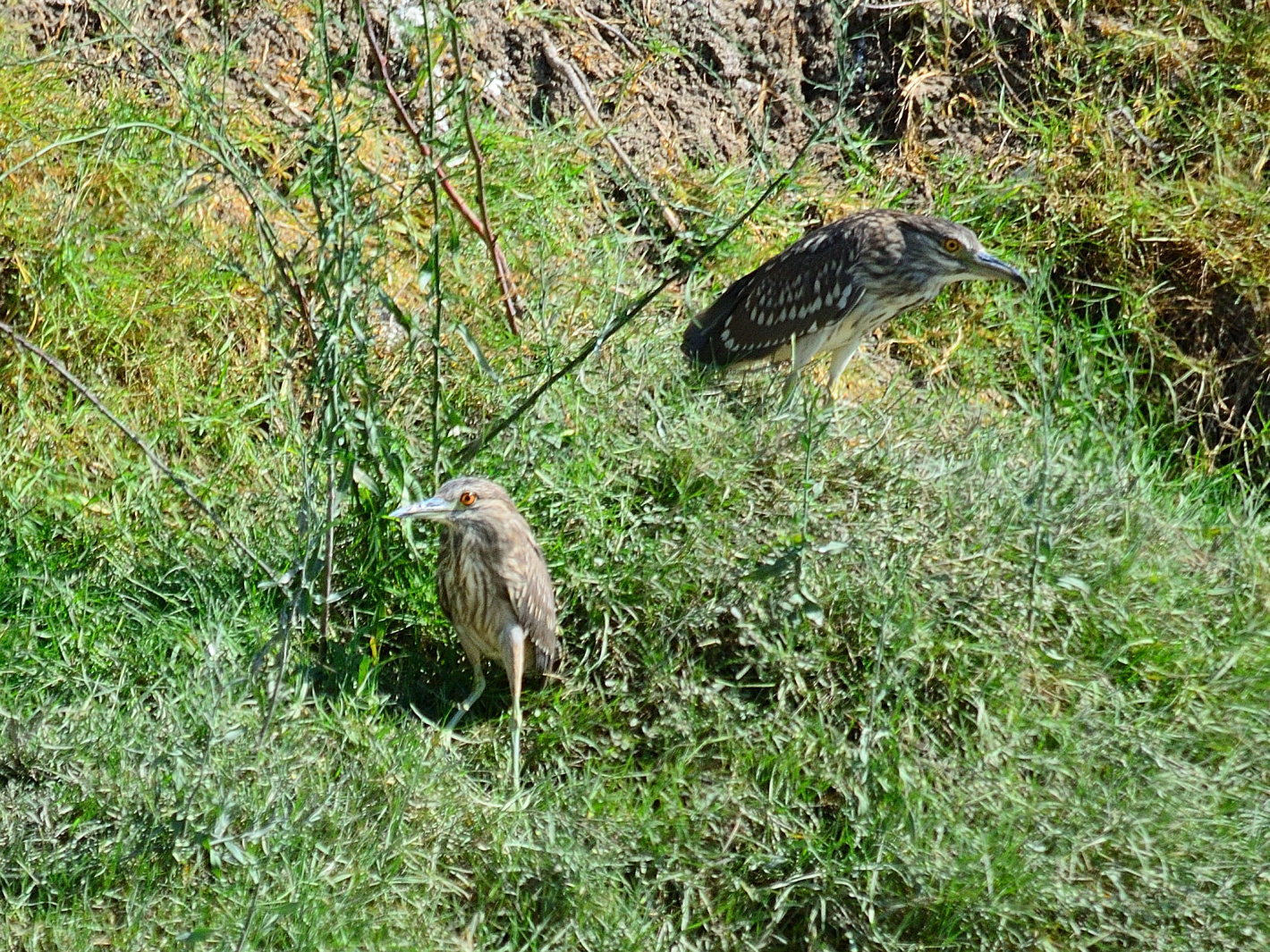 Nachtreiher juvenil (Nycticorax nycticorax), Black-crowned night heron