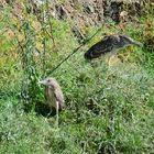 Nachtreiher juvenil (Nycticorax nycticorax), Black-crowned night heron