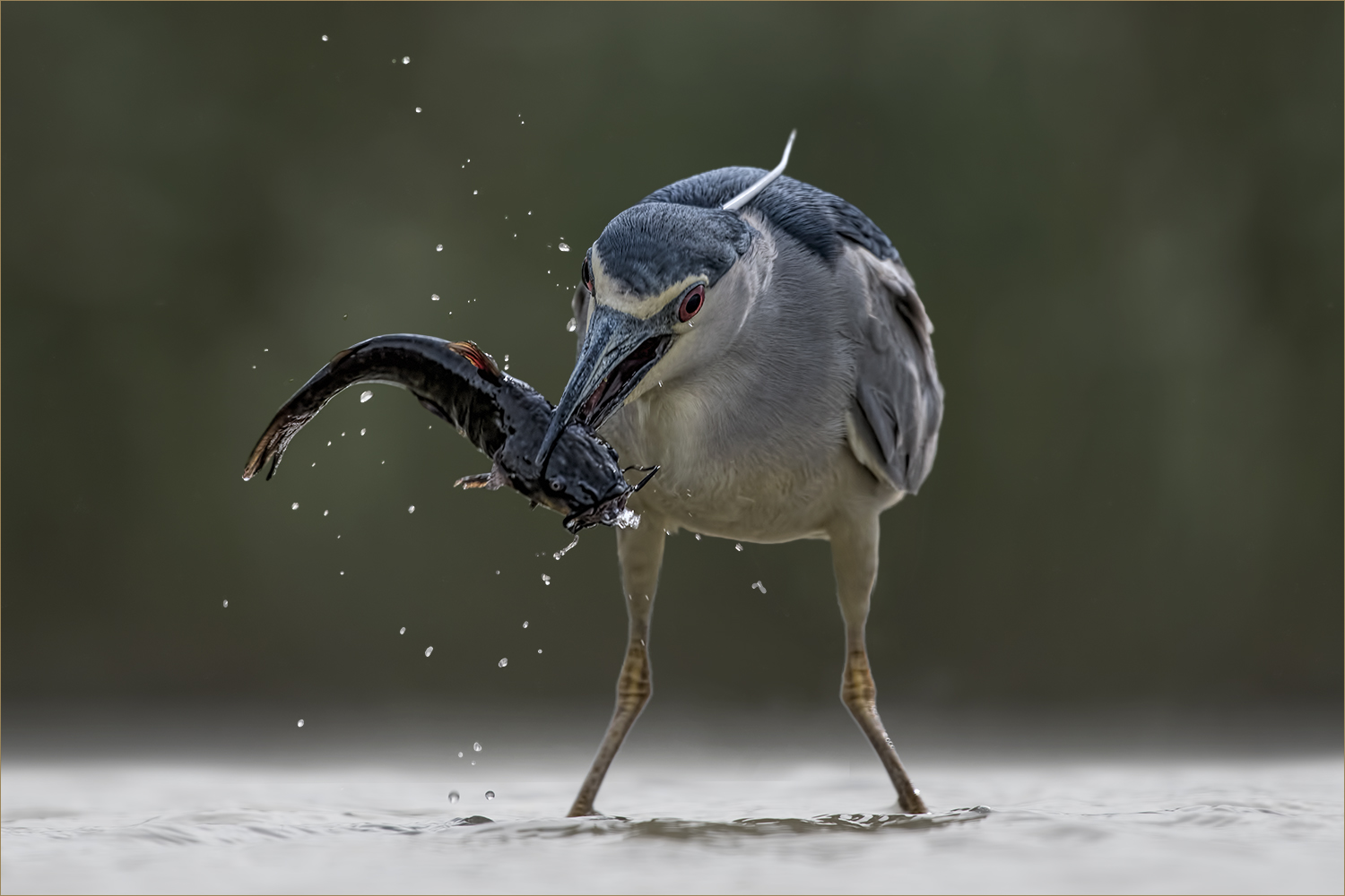 Nachtreiher mit Fisch