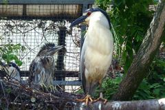 Nachtreiher mit Jungem (Neuwieder Zoo)