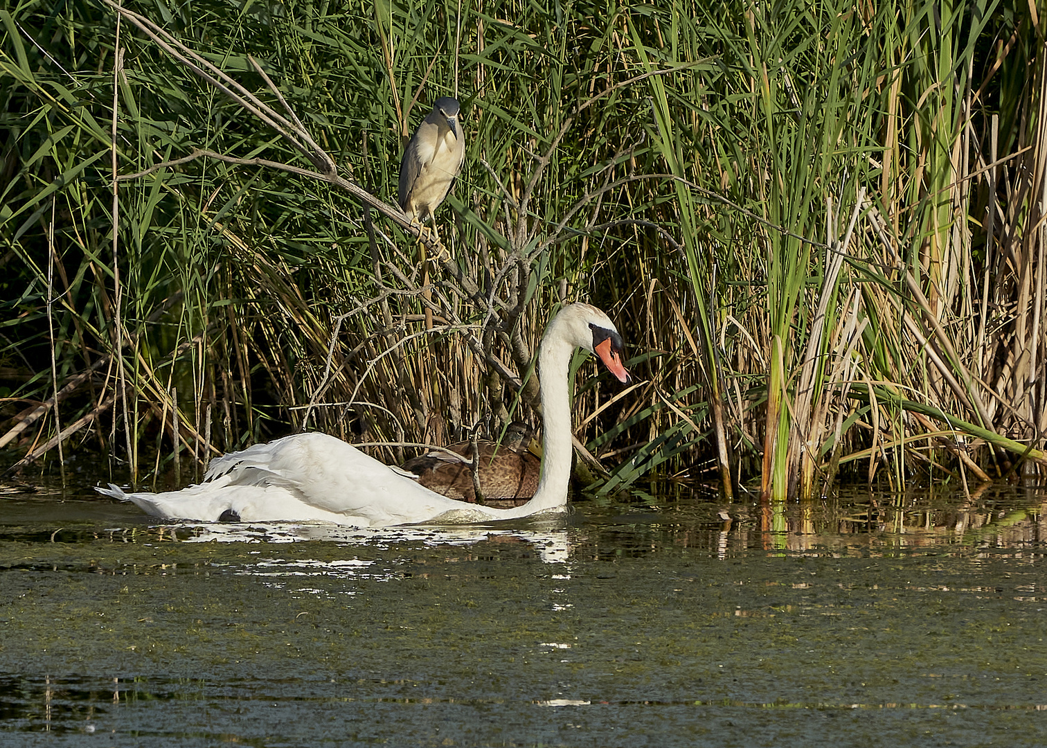 Nachtreiher mit Schwan und Ente