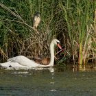 Nachtreiher mit Schwan und Ente