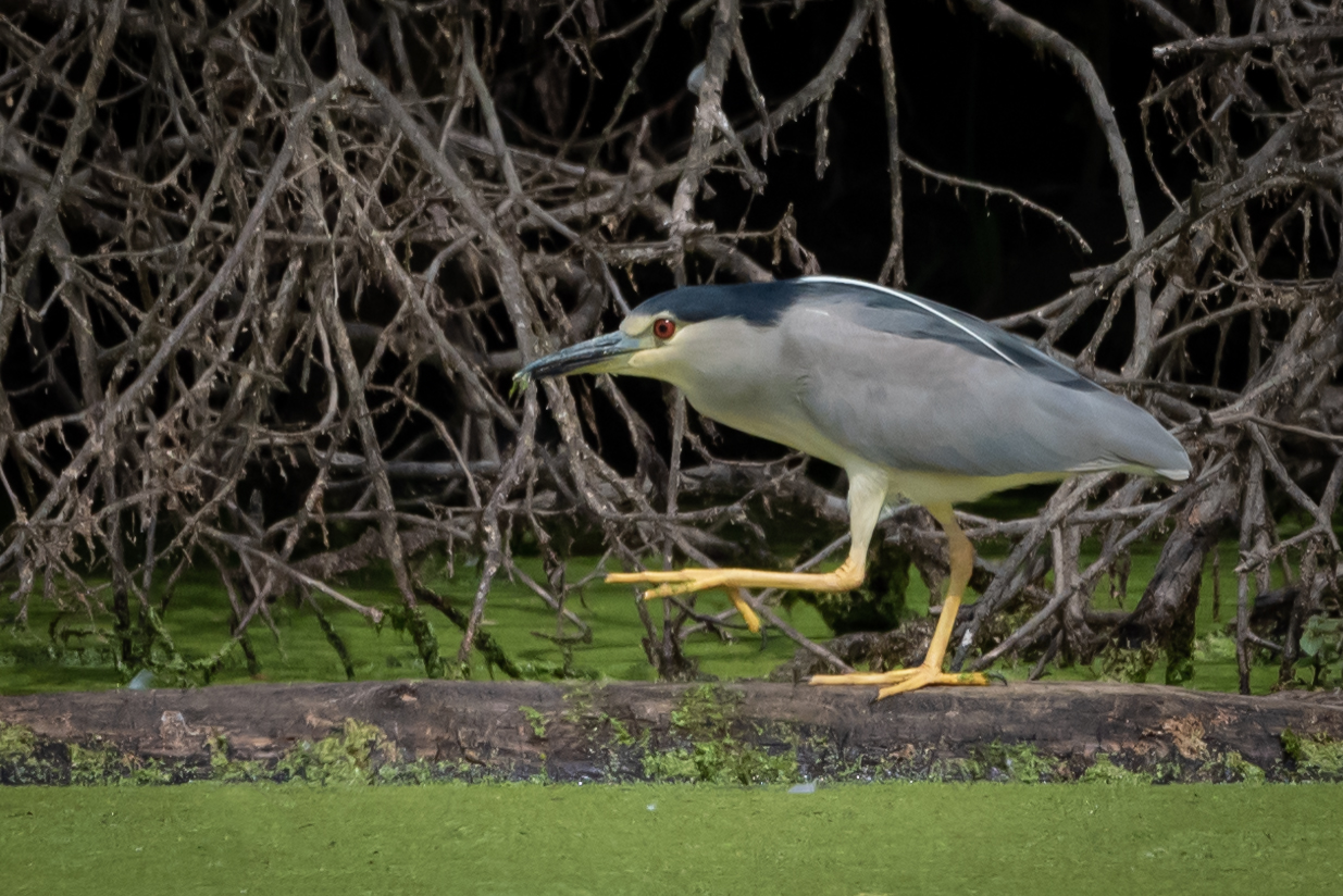 Nachtreiher (Nycticorax nycticorax)