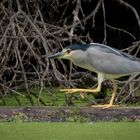 Nachtreiher (Nycticorax nycticorax)