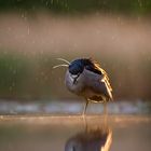 Nachtreiher (Nycticorax nycticorax)