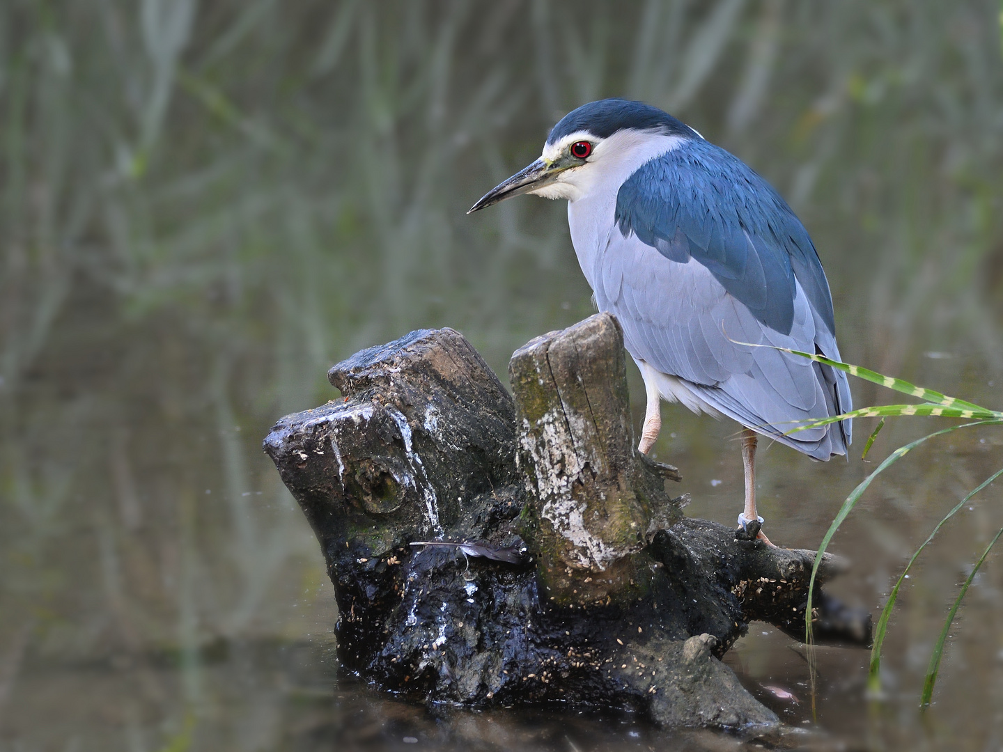 Nachtreiher (Nycticorax nycticorax)