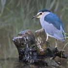 Nachtreiher (Nycticorax nycticorax)