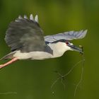 Nachtreiher (Nycticorax nycticorax)