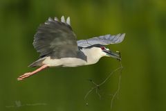 Nachtreiher (Nycticorax nycticorax)