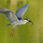 Nachtreiher (Nycticorax nycticorax)