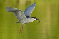 Nachtreiher (Nycticorax nycticorax)