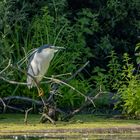 Nachtreiher (Nycticorax nycticorax)