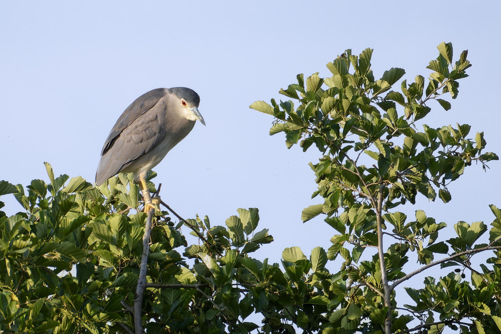 Nachtreiher (Nycticorax nycticorax)