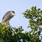 Nachtreiher (Nycticorax nycticorax)