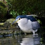 Nachtreiher Nycticorax nycticorax