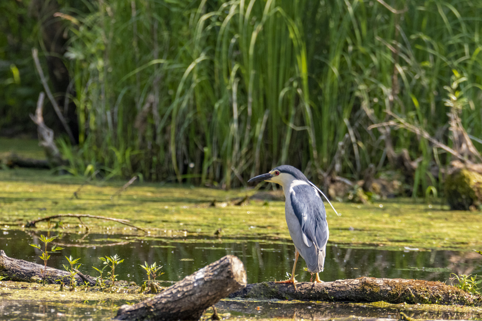 Nachtreiher (Nycticorax nycticorax)