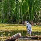 Nachtreiher (Nycticorax nycticorax)