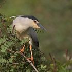 Nachtreiher (Nycticorax nycticorax)