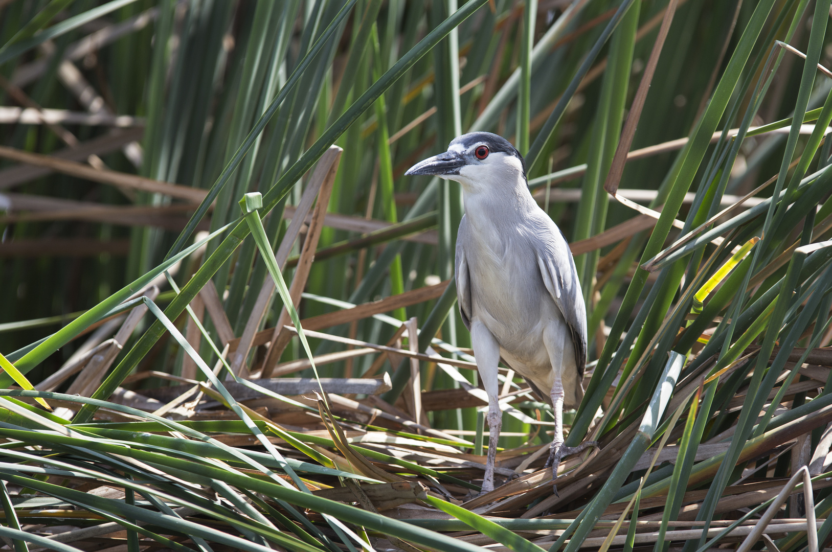 Nachtreiher ( Nycticorax nycticorax)