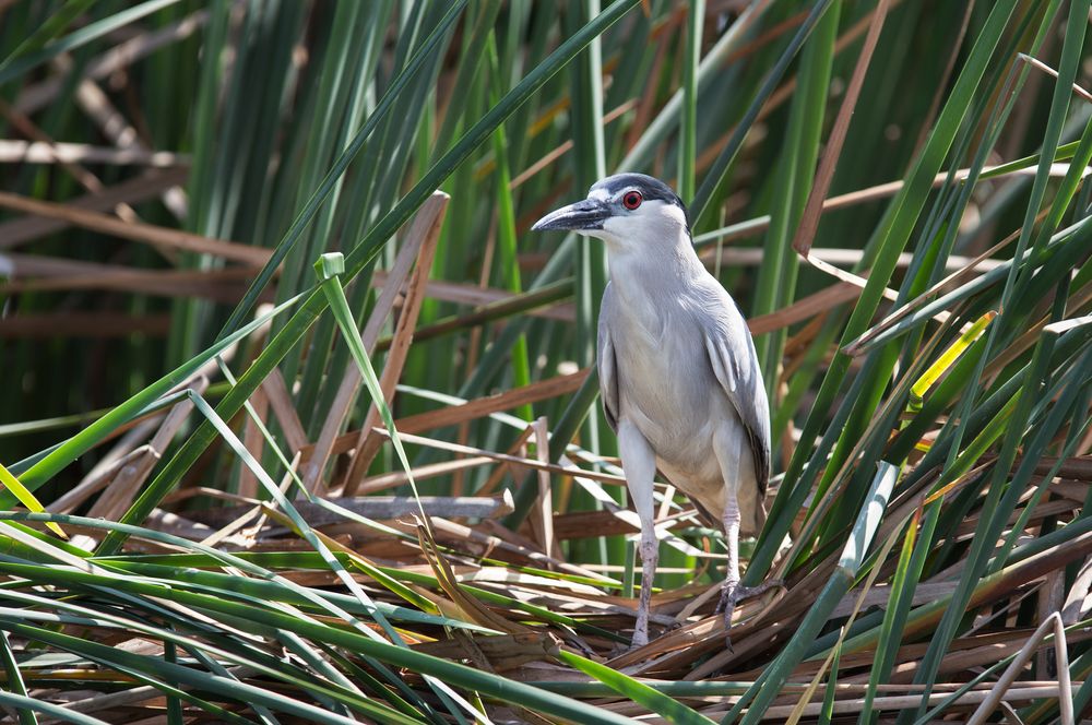 Nachtreiher ( Nycticorax nycticorax)