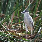 Nachtreiher ( Nycticorax nycticorax)