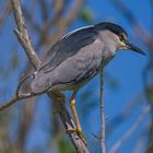 Nachtreiher (Nycticorax nycticorax)