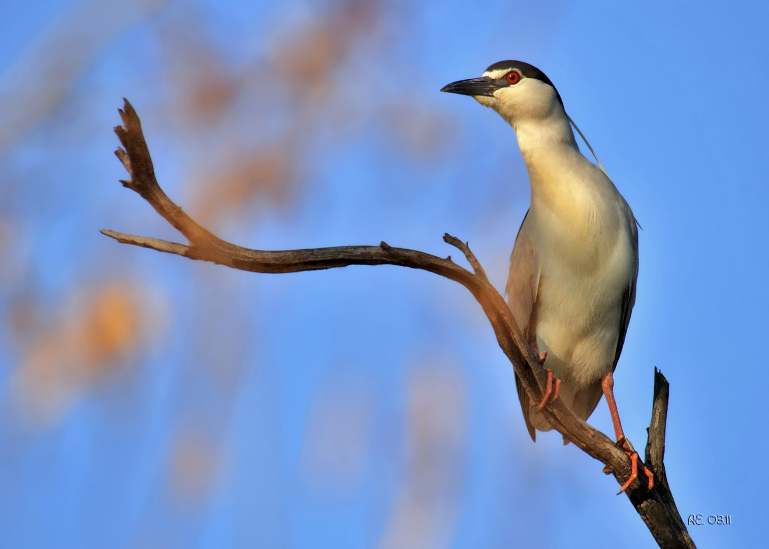 Nachtreiher ( Nycticorax nycticorax )