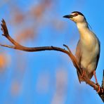 Nachtreiher ( Nycticorax nycticorax )