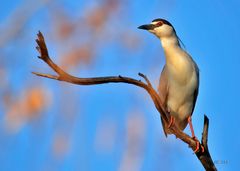 Nachtreiher ( Nycticorax nycticorax )