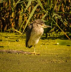 Nachtreiher (Nycticorax nycticorax)