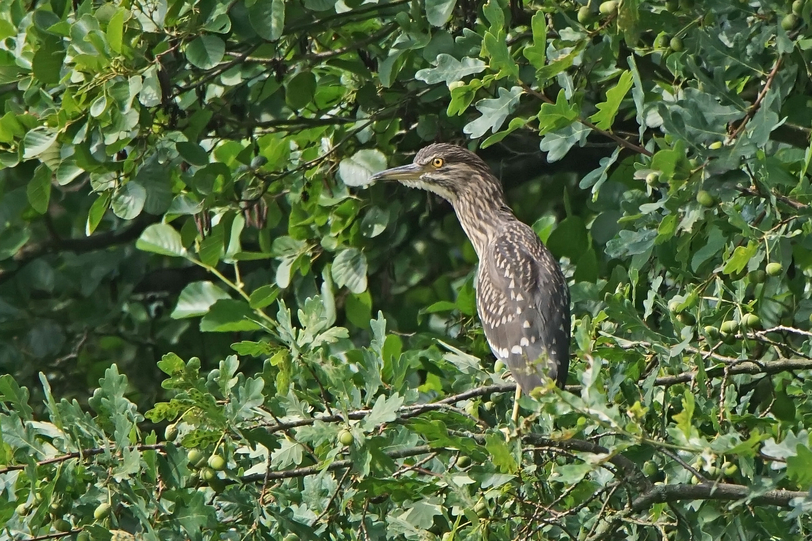 Nachtreiher (Nycticorax nycticorax) Jungvogel