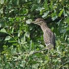 Nachtreiher (Nycticorax nycticorax) Jungvogel