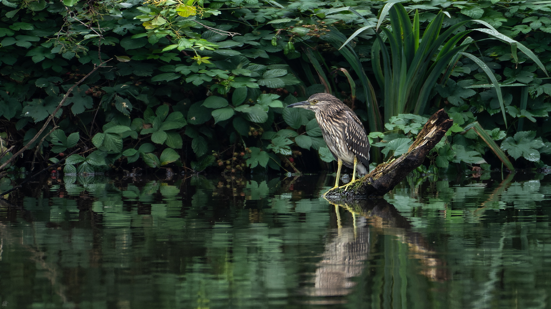 Nachtreiher (Nycticorax nycticorax) Jungvogel ...